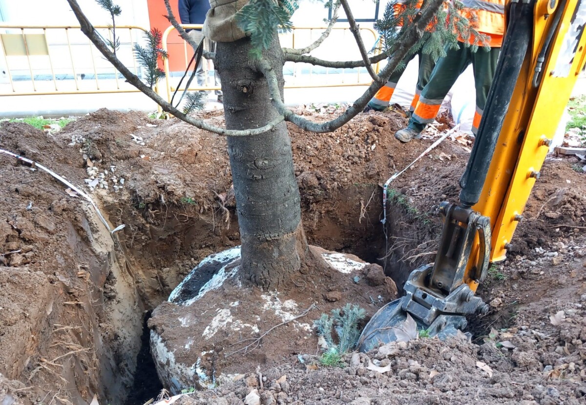 El abeto de Navidad de la plaza de la Reina, trasplantado al bulevar sur